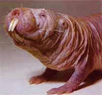 http://www.chinaenvironmentallaw.com/wp-content/uploads/2008/06/mole-rat.jpg